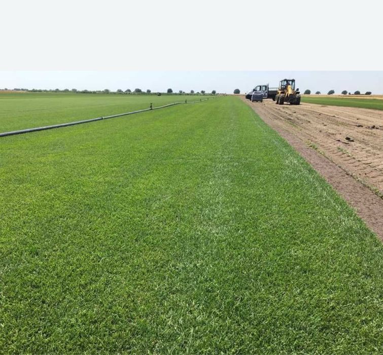 Planta ornamentale la cele mai bune preturi