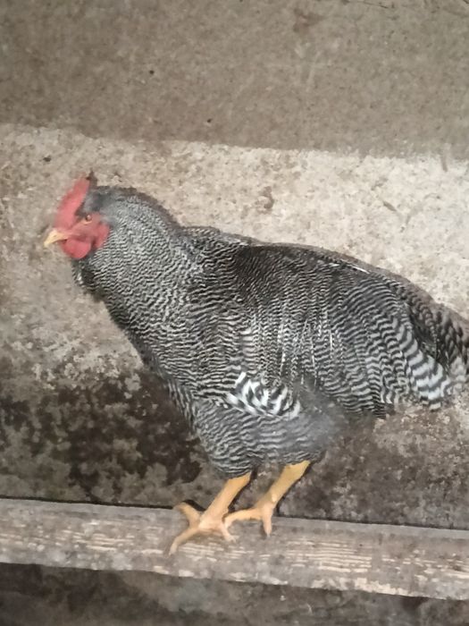 Cocoș, brahma,playmout rock barat