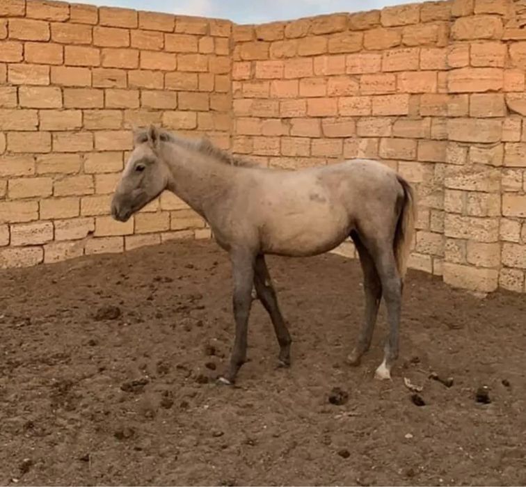 Еркек жабағылар сатылады!