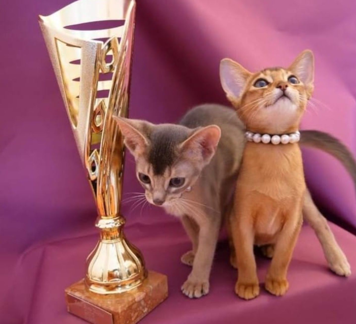 Чаузята чемпионы международных выставок.