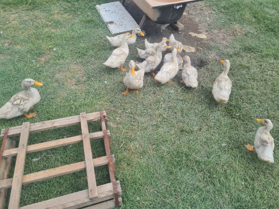 продам утки молодые