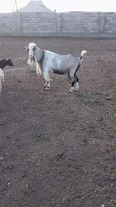 Продам Козел( 2года)   , Нубийской породы