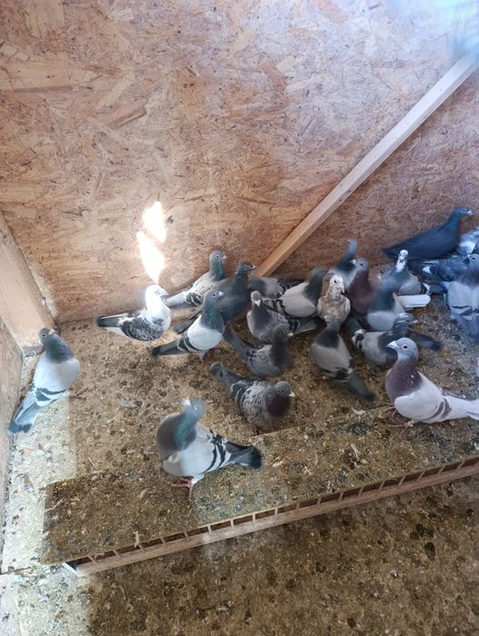 Vând porumbei voiajori