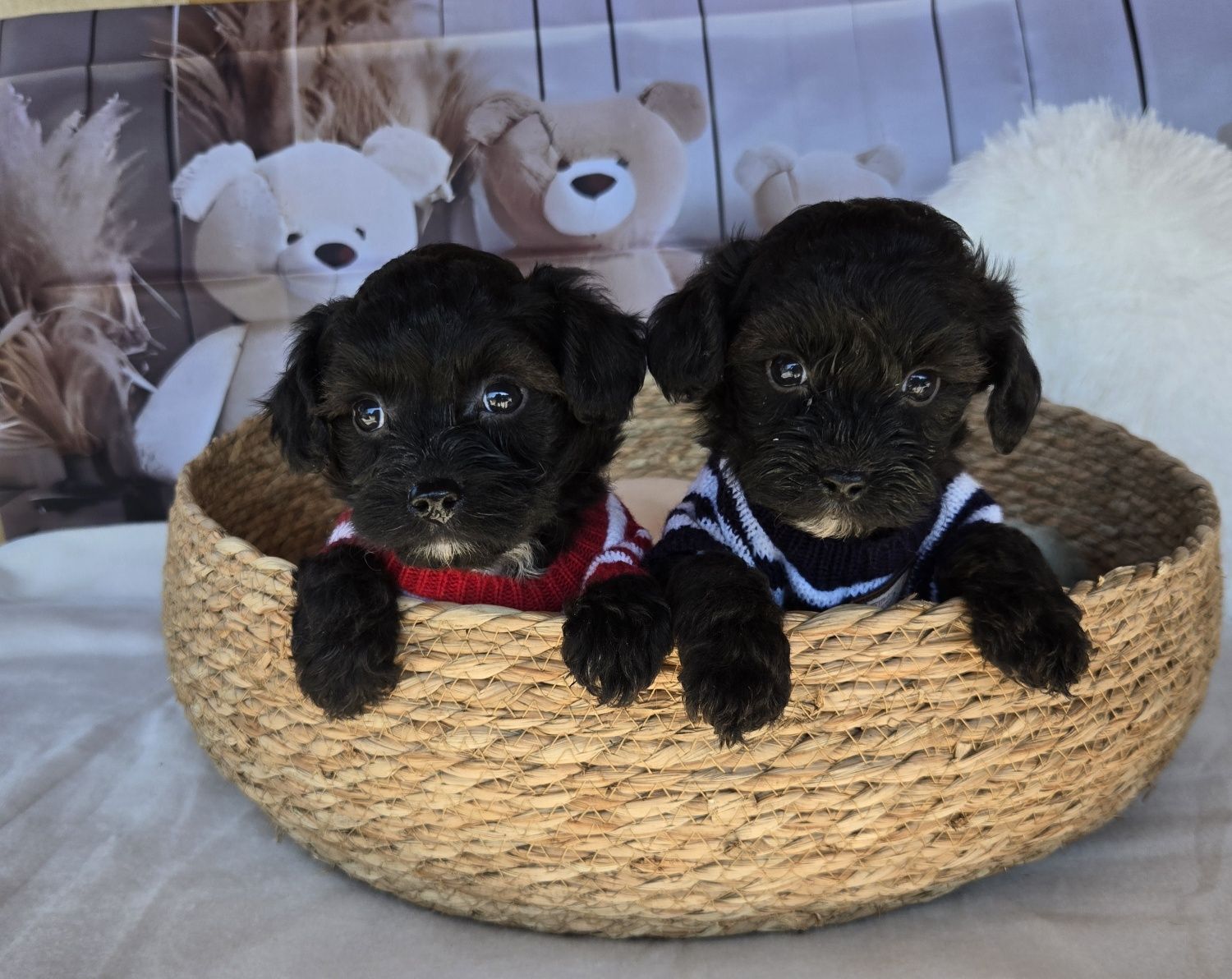 Пудел той Poodle toy Малтипу Maltipoo