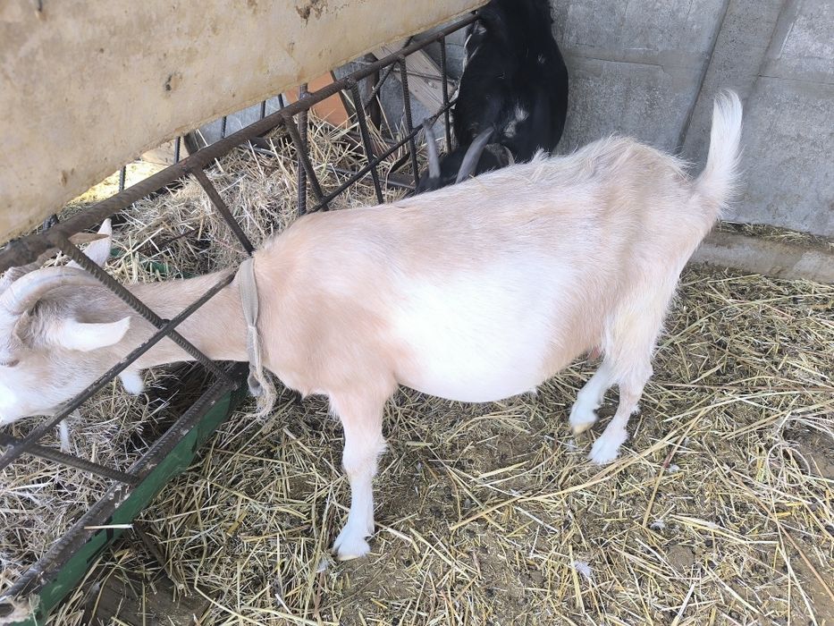 Продаются козы зааненская и нубийка