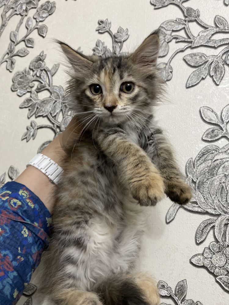 Котята разные красивые