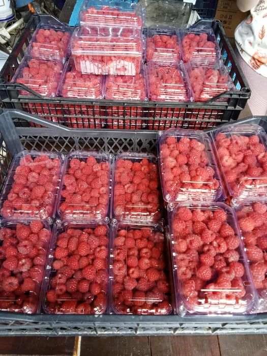 Butasi zmeura Glen Ample