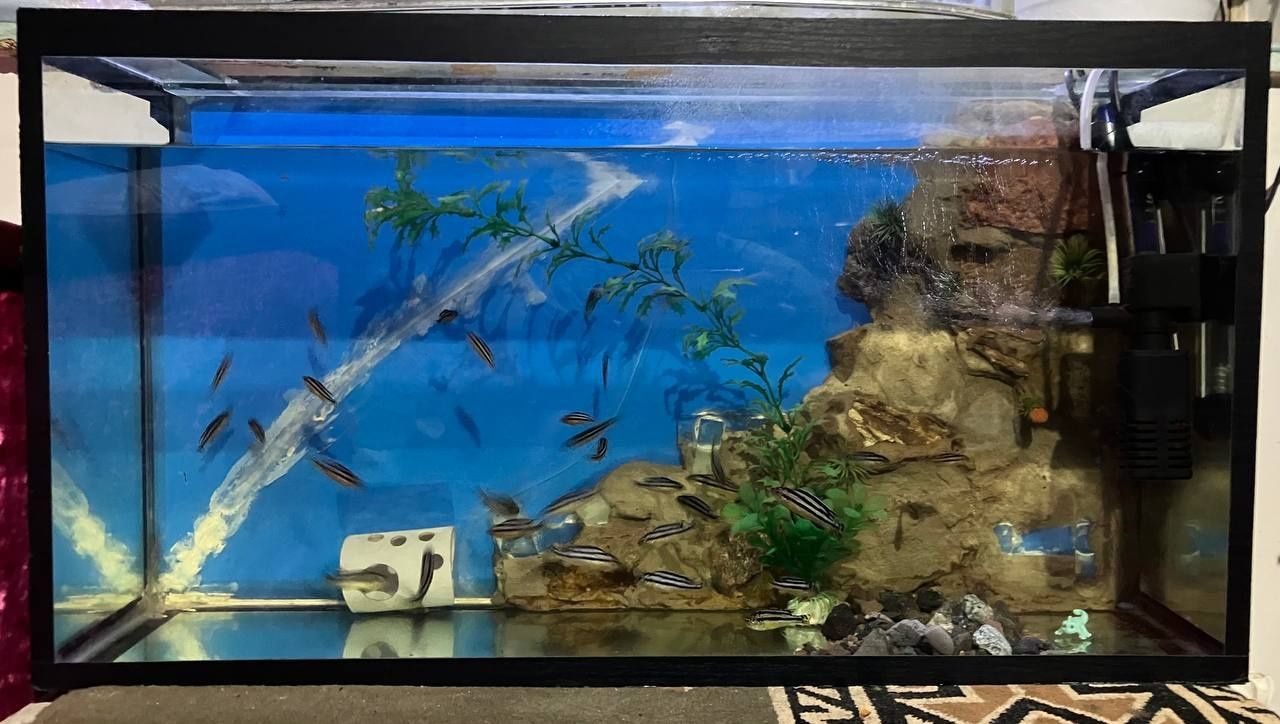 Akvarium tekinga