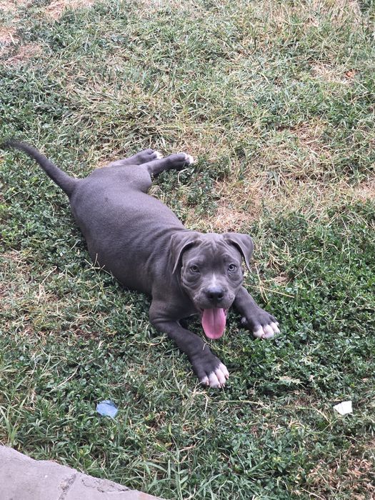 American Bully Pocket – 3 luni jumate, Bloodline de Top