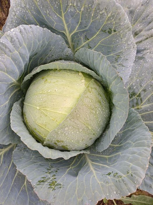 Vând varză marloo foarte bună pentru murat an cantități mari