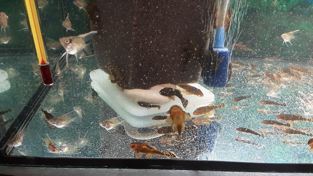 Анцитрусы.  300тг.