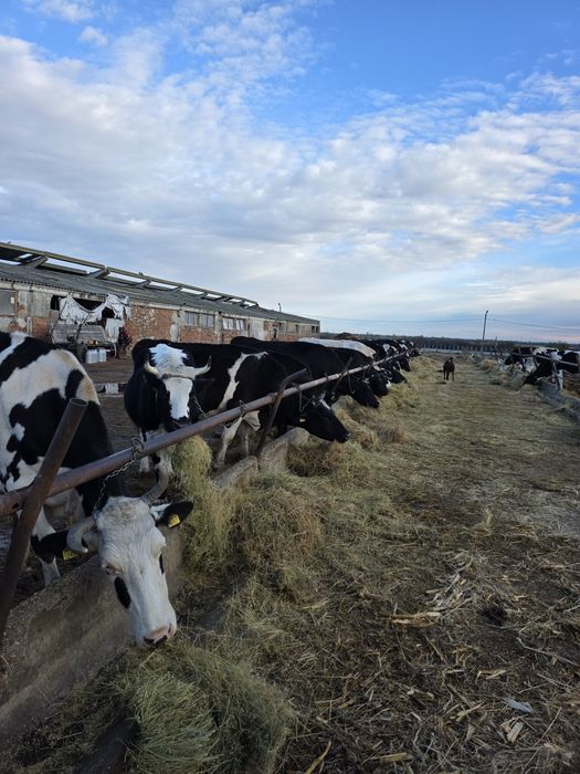 Vaci si vitele cu vitei