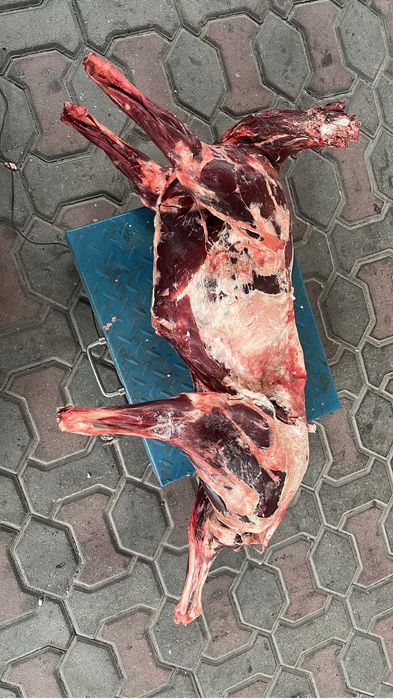 Сайгак мясо дичь