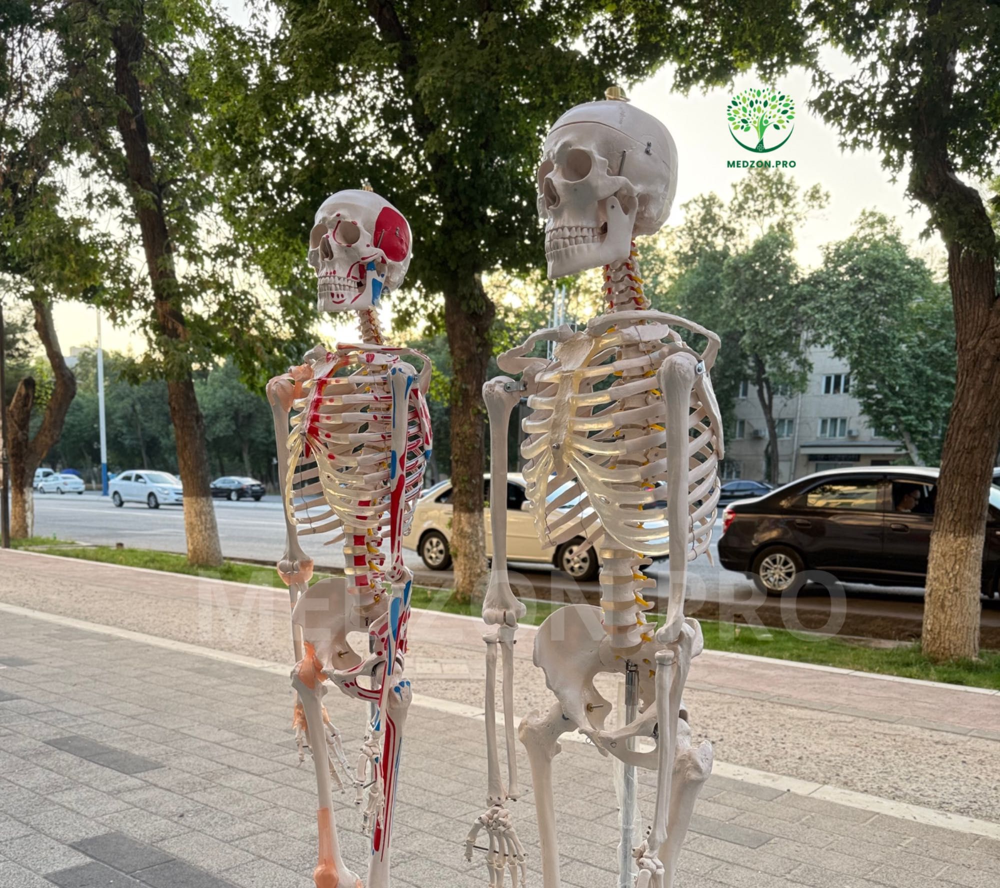 Муляж cкелет человека