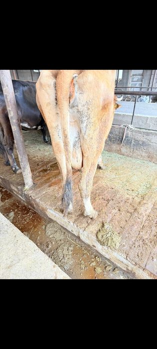 Продам дойных стельных домашних коров. Всё вопросу по телефону .