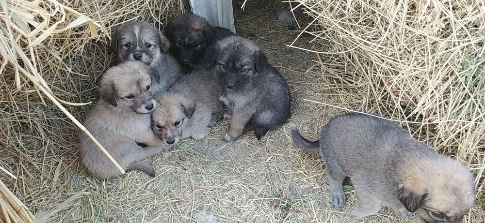 Shofirkon da yoqimtoy kuchukchalar  tekinga beriladi
