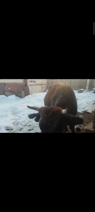 Первотёлка. Құнажын сатам