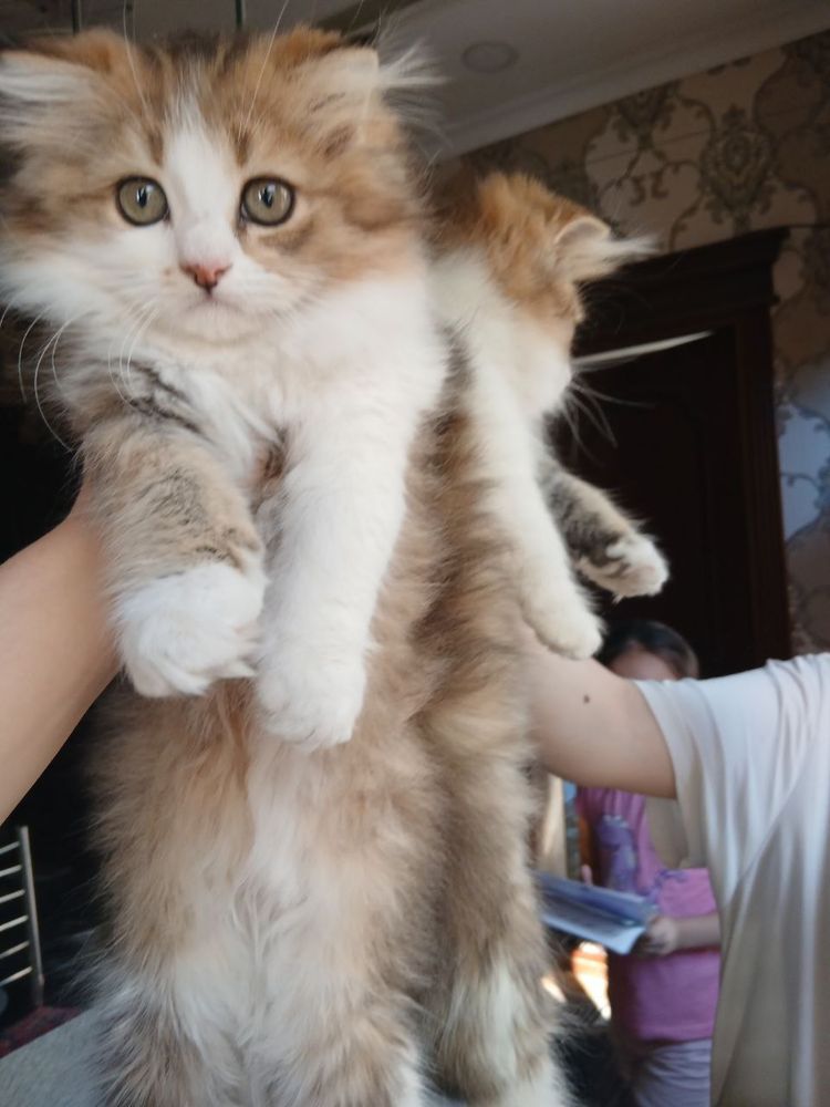 Скоттиш фолд и страйты Продается