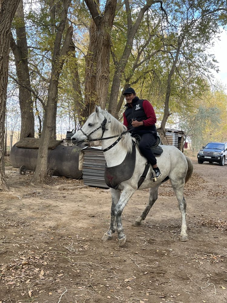 Кокпар Айгыр алдынгы ат