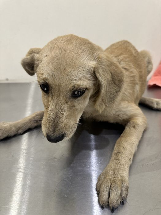 В хорошую семью отдаем щенят!