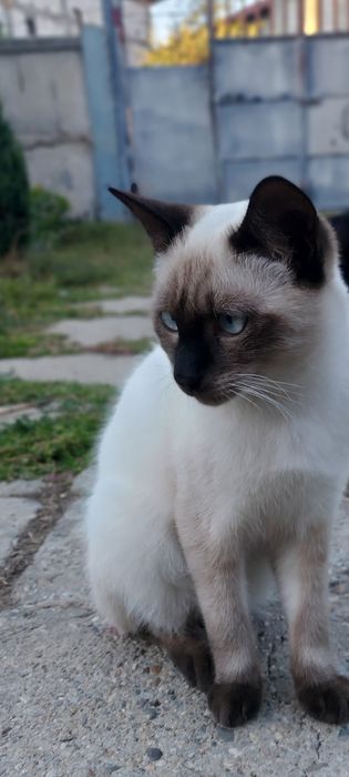 Motan pisica siameza