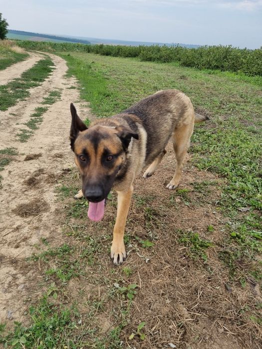 Vând câine lup cu vârsta de 1 an