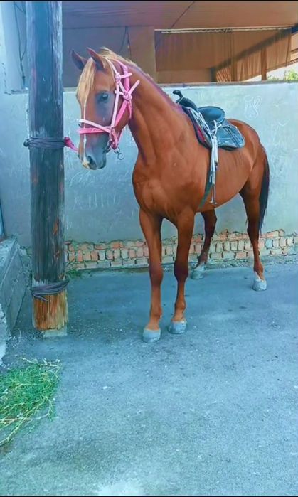 Продается жеребец