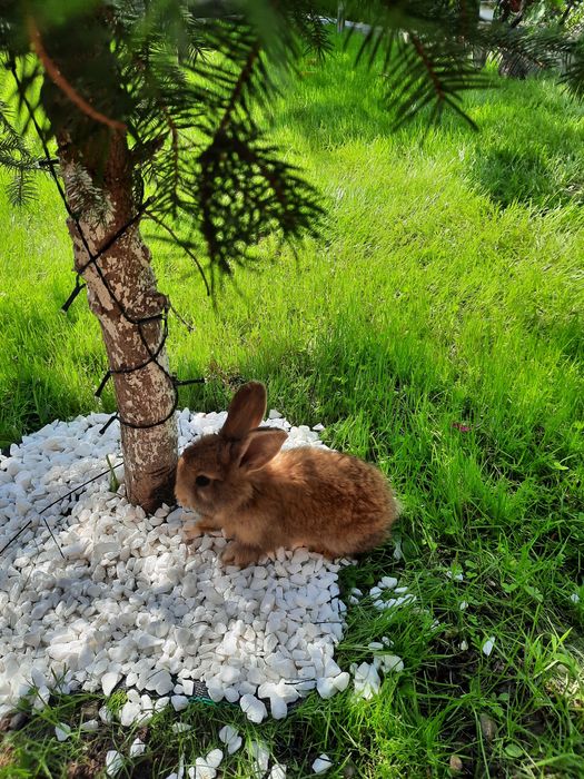 Vând iepurași de rasă