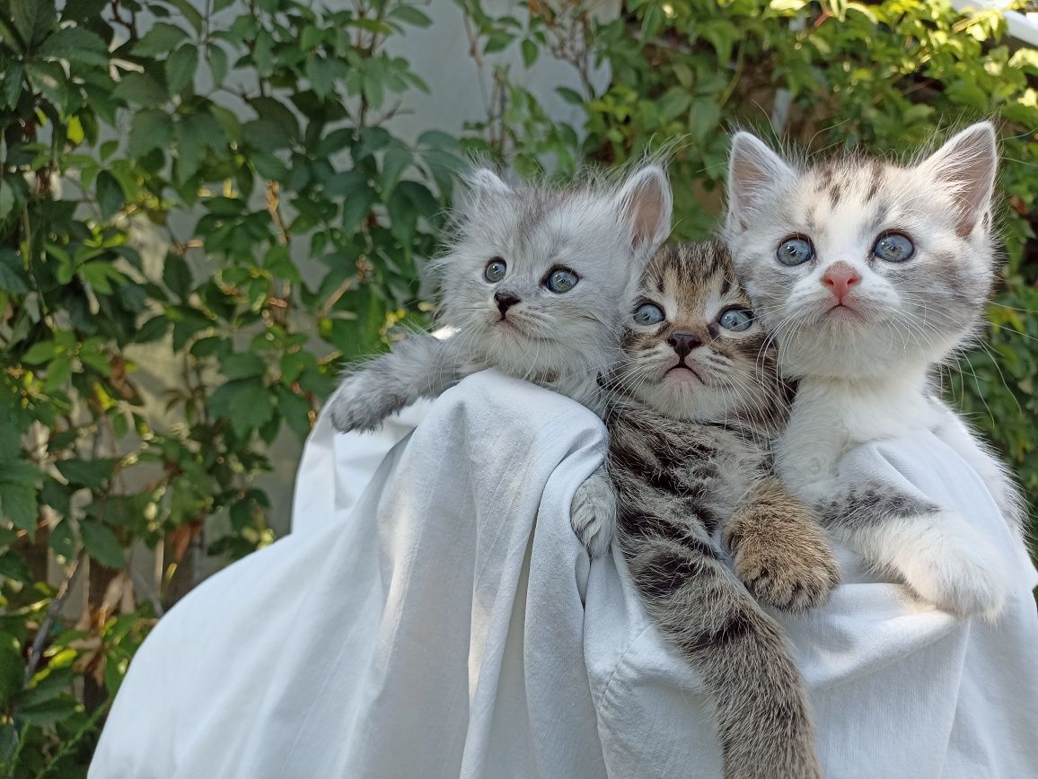 Отдам котят. С доставкой на дом.