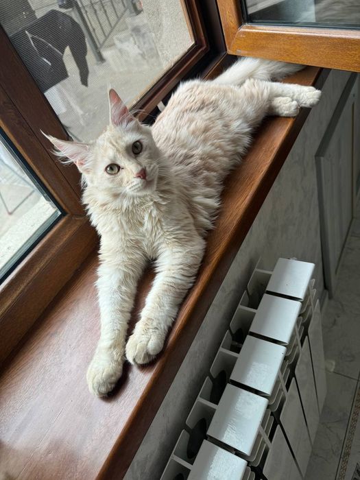 Mein kun mushuk sotiladi