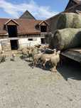 Lacaune cu pedigri