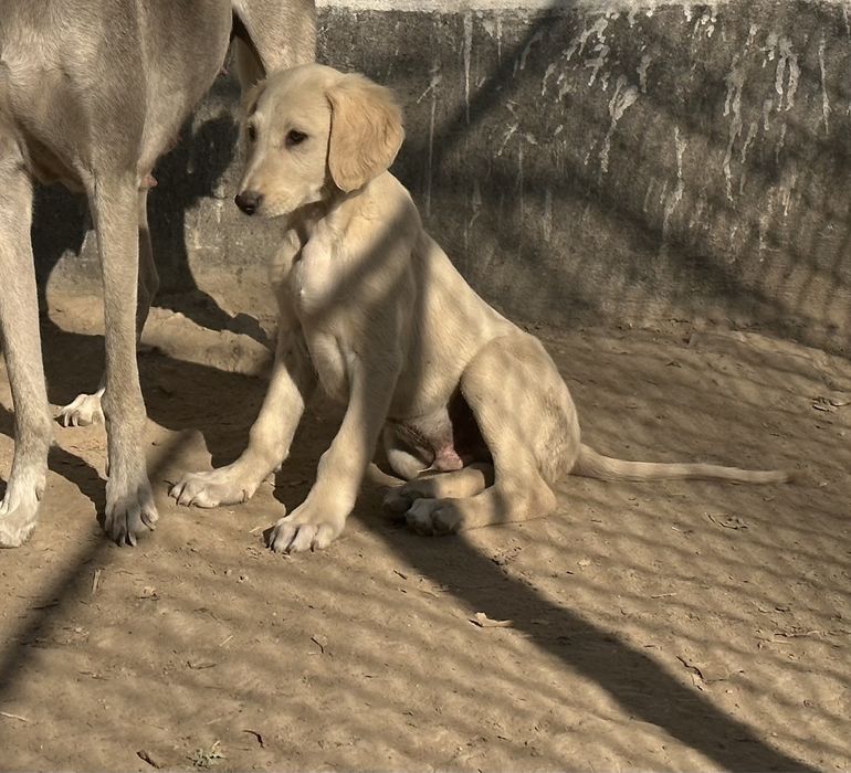 Тазы күшік сатылады