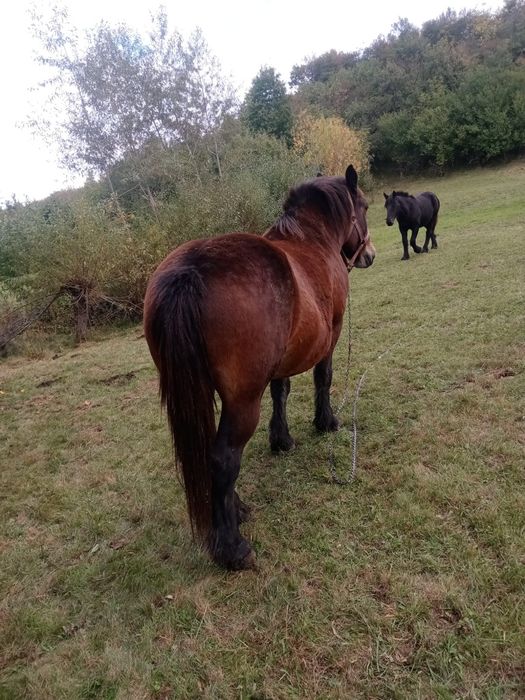 Vând iapă și cârlană sau schimb cu animale