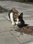 Pisici pentru adoptie