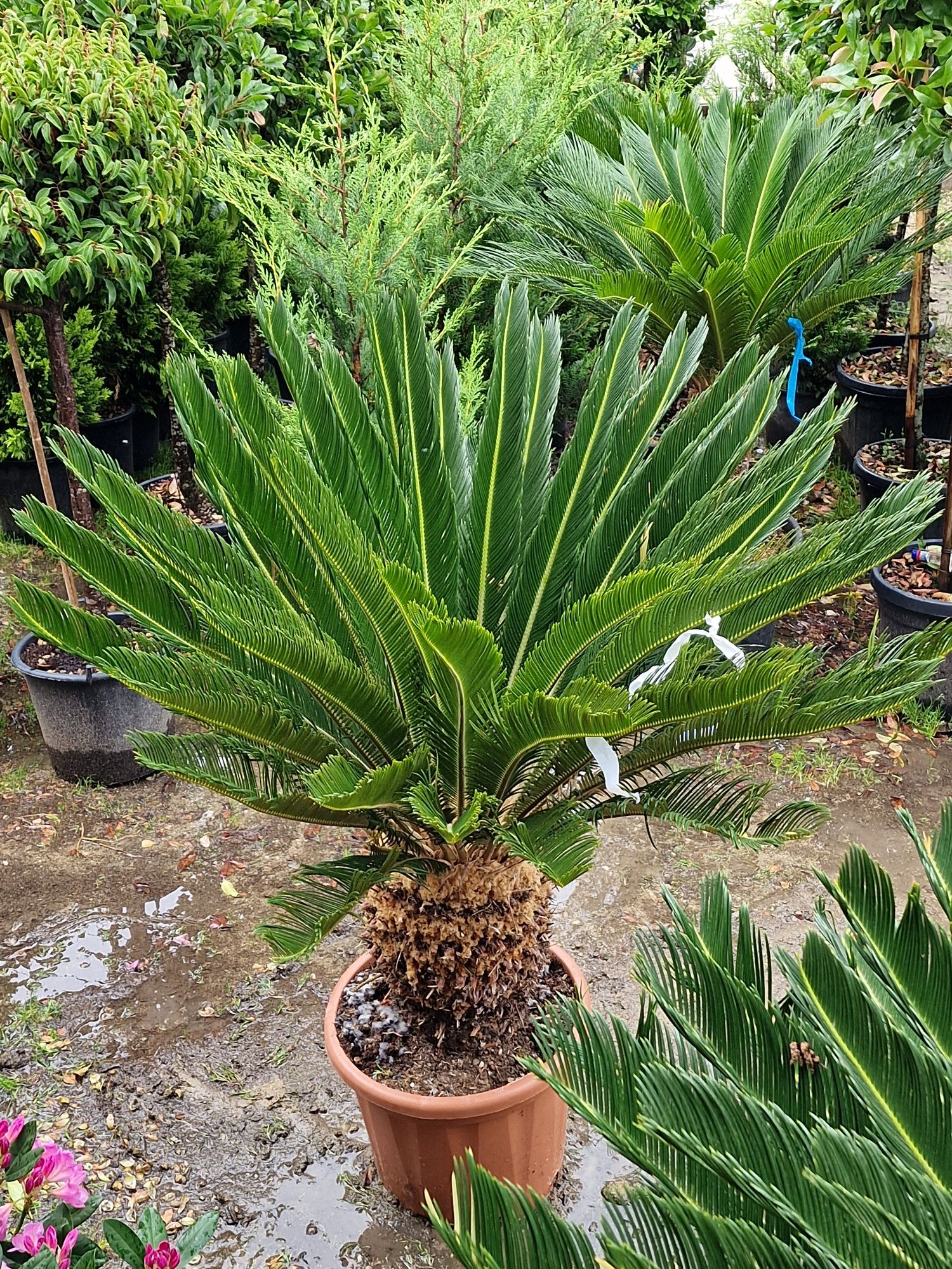 Cycas revoluta, palmieri.