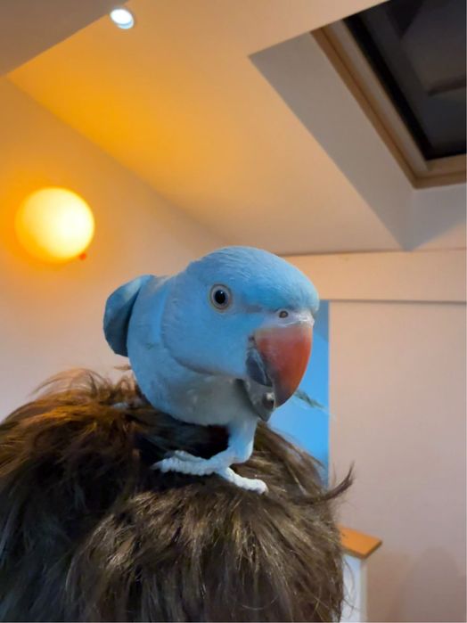 Papagal micul Alexander turcoaz