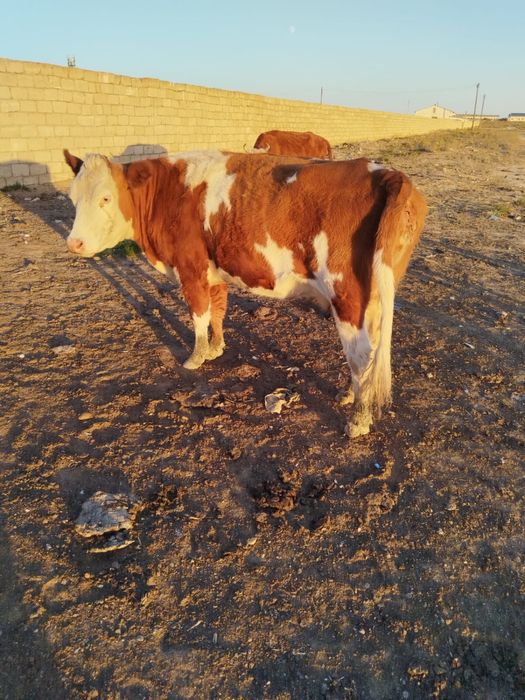 Сутти сиырлар буазы 2-3 литрдан күніне береды