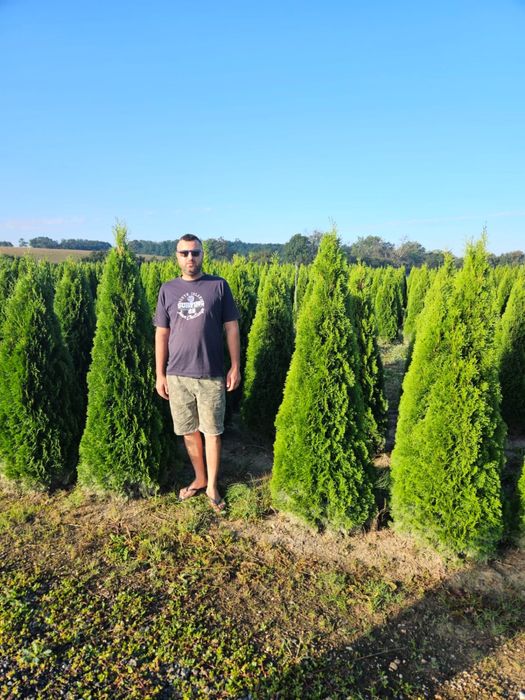 Tuia smaragd calitate extra