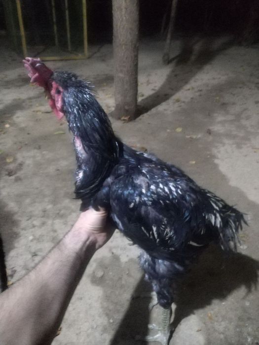 Xoroz 1 yarim yosh, хуроз