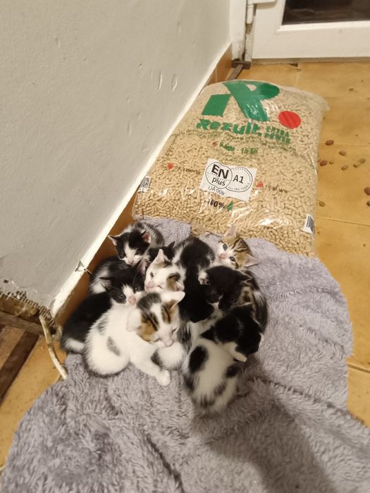 Spre adopție vrea cineva? Sunt drăgălași