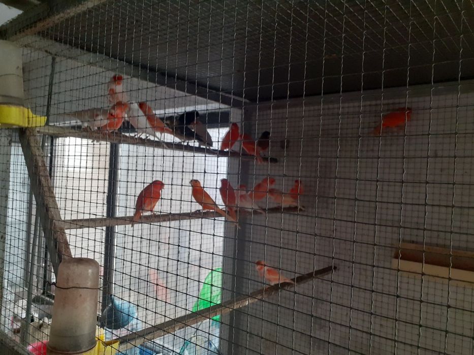 Canari Masculi Si Femele,Arlechinul Portughez,Albi,Rosii Crescator