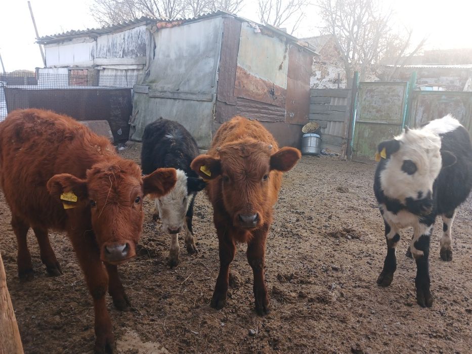 8-9 айлық бұзаулар