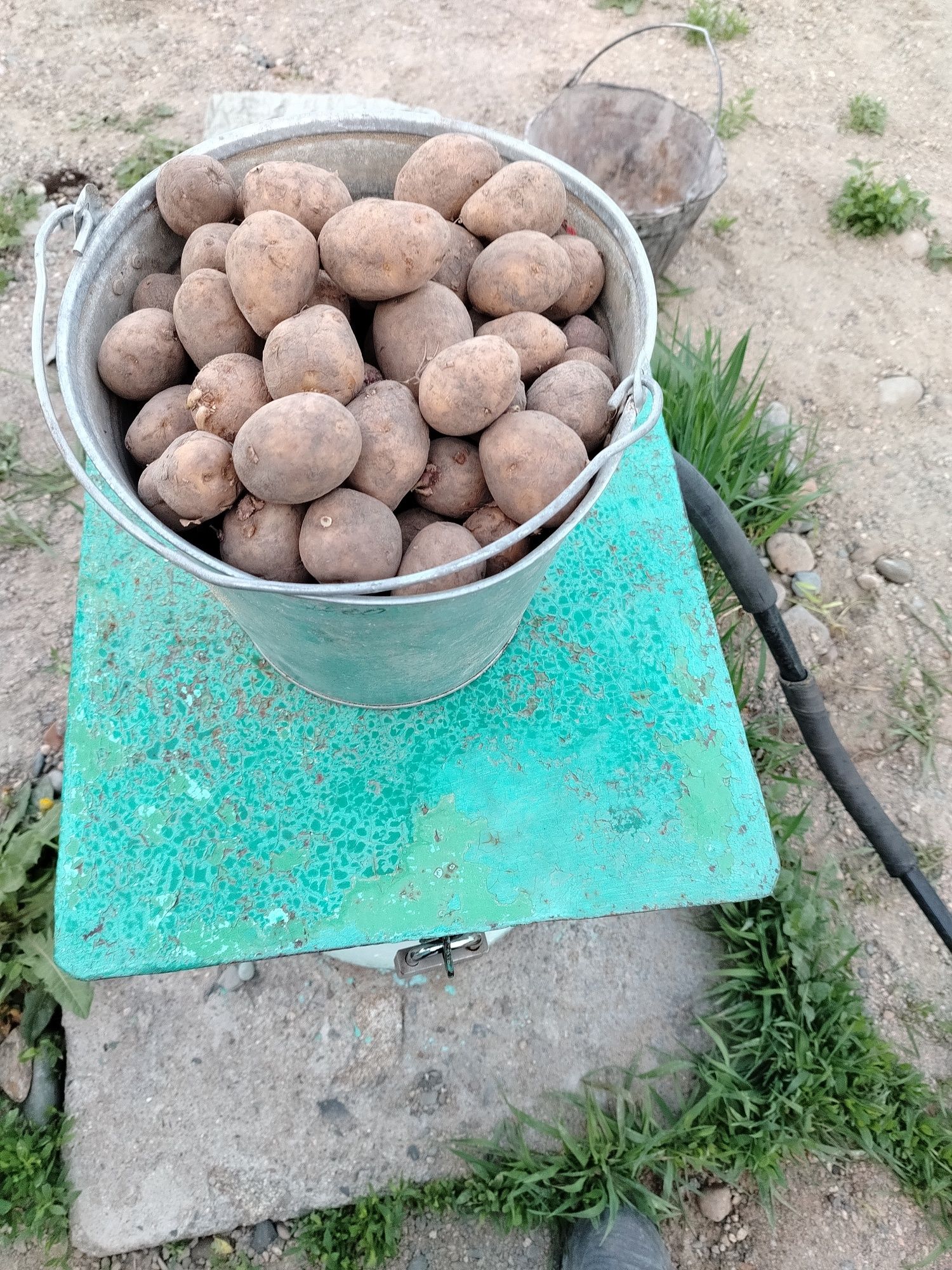 Домашний семенной картофель деревенская цена 180 тенге за