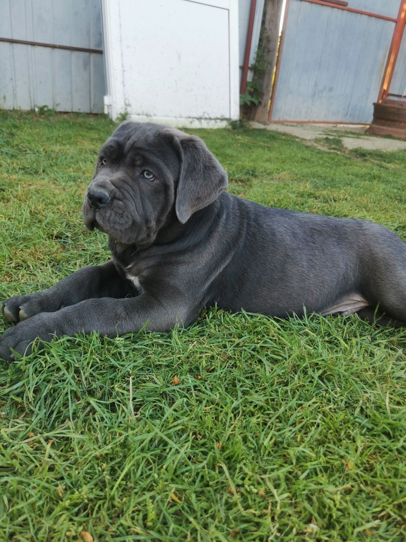 Cane corso FCI pedigree