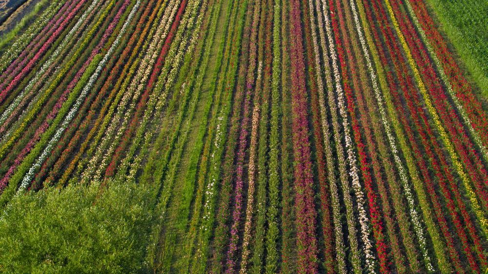 Butași de Trandafiri de Înaltă Calitate Direct de la Producător