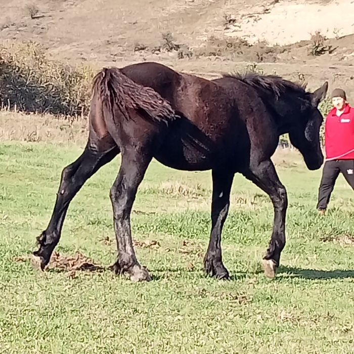 Vînd sau schimb cu vaci pereche de mînji semigrei de 5 luni
