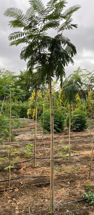 Albizia Julibrissin - Arborele de matase