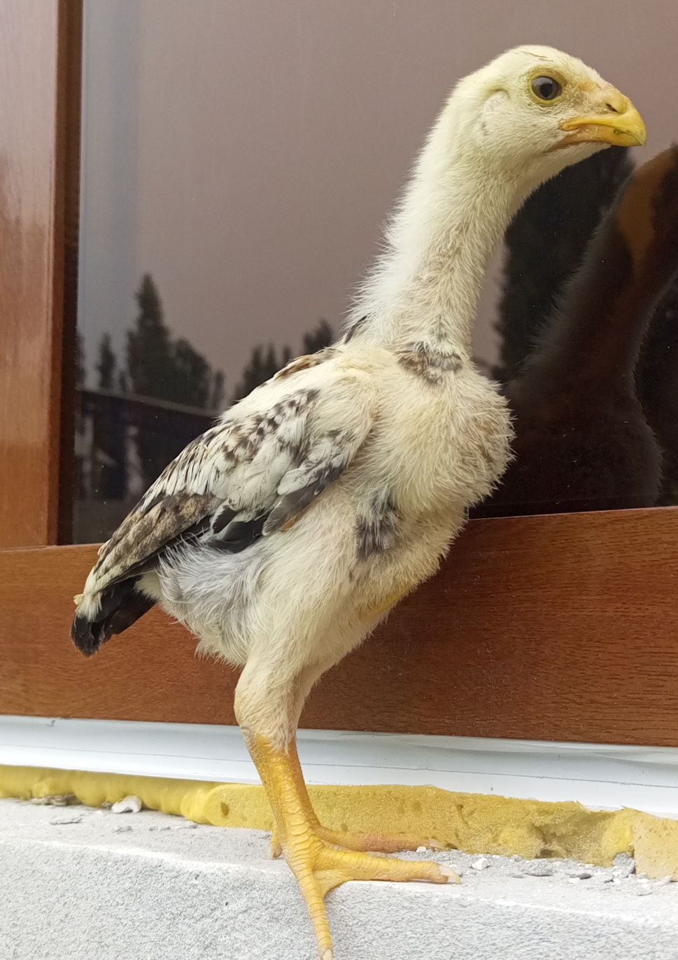 Toza serkaltak kares va turk bollari shu rasmdagi holati