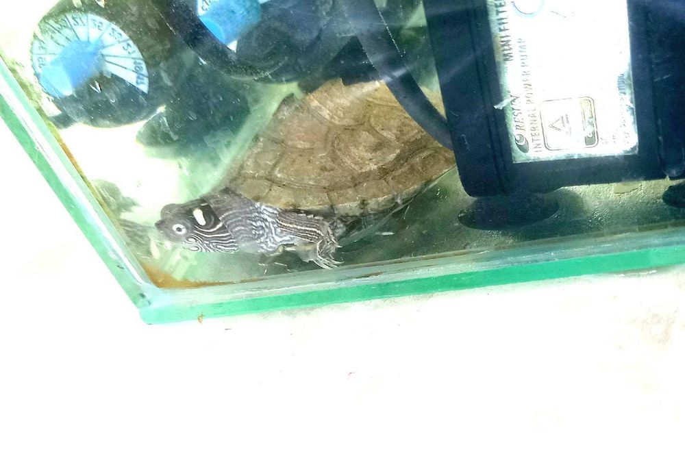 Vand broasca testoasa cu acvariu, incalzitor, aerator, insula si hrana