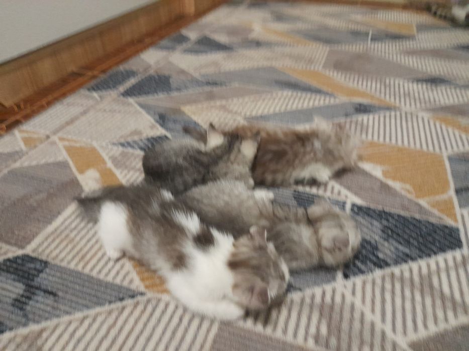 Продаётся  котята